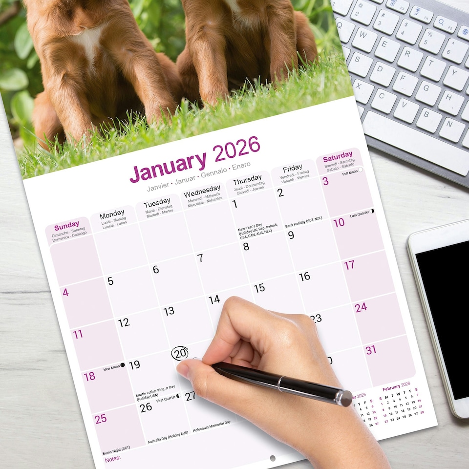 image 1 of Irish Setter 2026 Calendar | Square Wall Calendar | Dog Breed Gift | Plastic Free Packaging | by Avonside Publishing