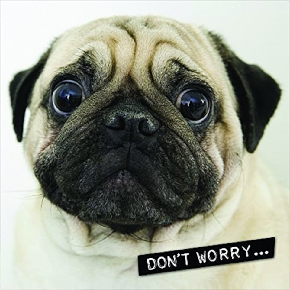 image 1 of Up Close Lenticular 3d Blank Greeting Card 'Worried Pug'