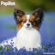 image 1 of Papillon 2026 Calendar | Square Wall Calendar | Dog Breed Gift | Plastic Free Packaging | by Avonside Publishing