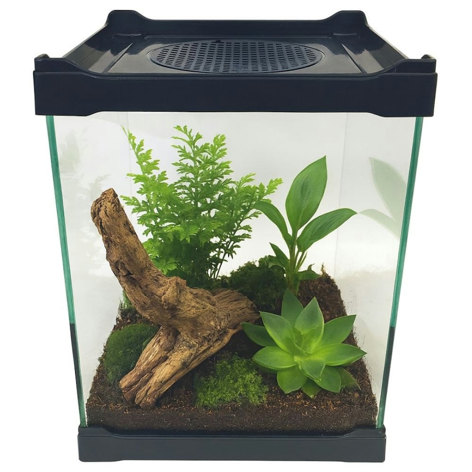 image 1 of Betta Mini Terrarium 16cm x 16cm x 21cm