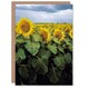 image 1 of Carol M Highsmith Art Card A Kansas Sunflower Field Up Close