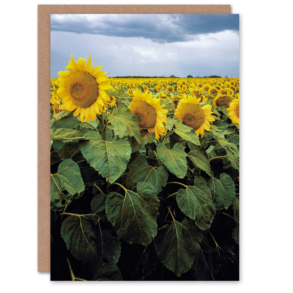 image 1 of Carol M Highsmith Art Card A Kansas Sunflower Field Up Close