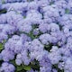 image 1 of Ageratum Blue Danube F1 Hybrid 1 Seed Packet (100 Seeds)