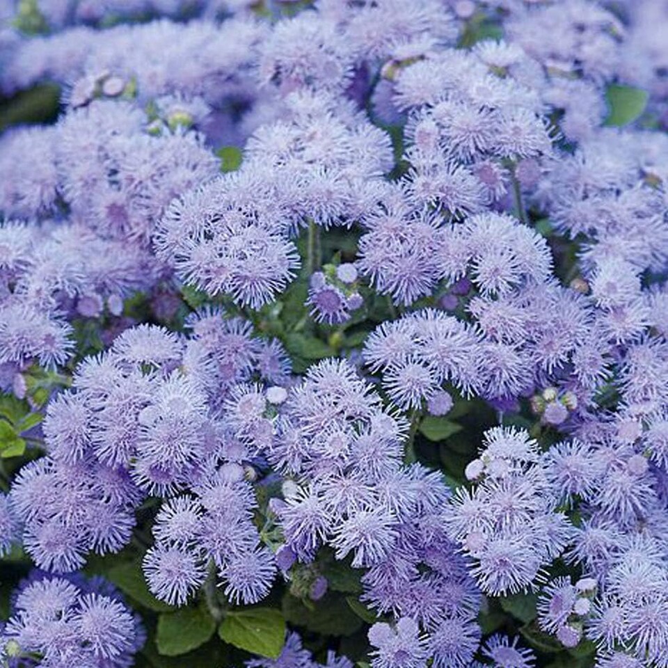 image 1 of Ageratum Blue Danube F1 Hybrid 1 Seed Packet (100 Seeds)