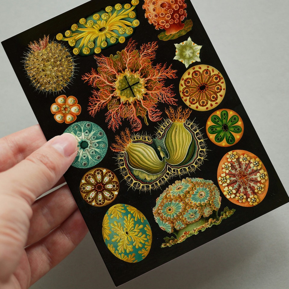 image 1 of Botanical Aesthetic Haeckel Colourful Art Set of 50 Unframed A6 Prints