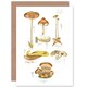 image 1 of Fungus Fungi Mushrooms Concalus Oreades Botanical Greeting Card