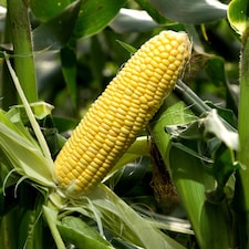 Marshalls Garden Sweetcorn Seeds Strong Star F1 50 Seeds Super Sweet Early Variety | Green | Green, Yellow
