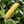 Green, Yellow
