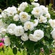 image 3 of Carbeth Plants Kristal Rose - White Floribunda Rose Bush in 3 Litre Pot - Pollinator Friendly