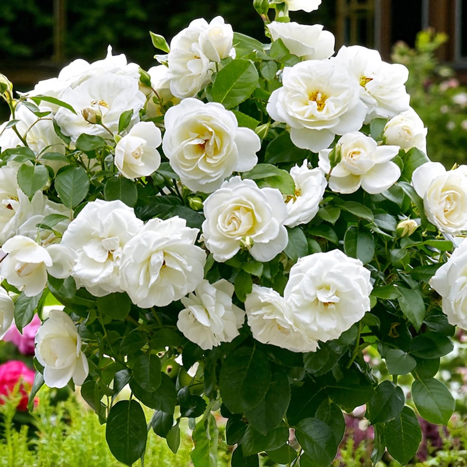 image 1 of Carbeth Plants Kristal Rose - White Floribunda Rose Bush in 3 Litre Pot - Pollinator Friendly