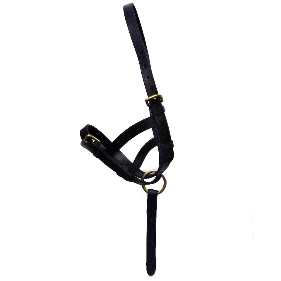 Hy Leather Foal Slip - Black - Large