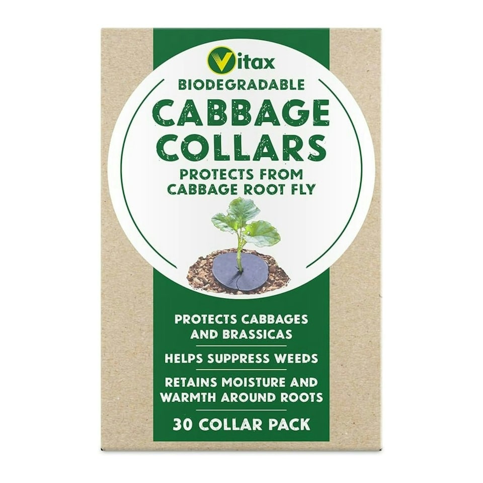 image 1 of Vitax Cabbage Collars – Pack of 30