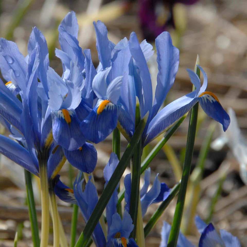 image 1 of Marshalls Garden Iris 'Cantab' (Reticulata), 20 Bulbs, Blue Dwarf, Early-Flowering