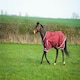 image 2 of Gallop Equestrian Trojan Light Weight Turnout Rug Blue | Size: 6ft 3
Colour: Navy Blue