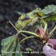 image 5 of Flamenco Everbearing Strawberry 10 bare root