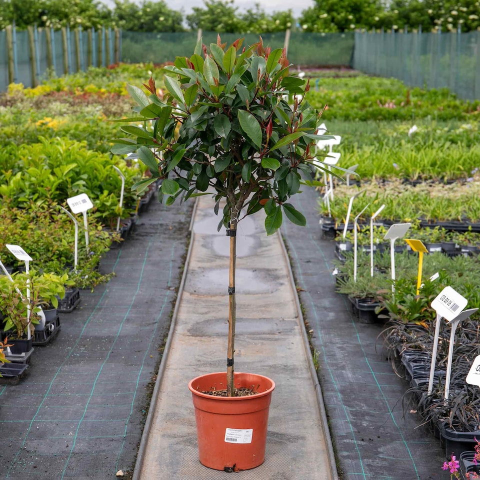 image 1 of Photinia 'Red Robin' 3 x 9cm potted shrub - evergreen with bright red spring foliage