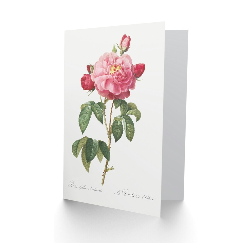 image 1 of Pierre-Joseph Redouté Art Card French Rose Vintage Botanical