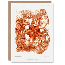 Vintage Marine Life Art Card Deep Sea Basket Star Starfish