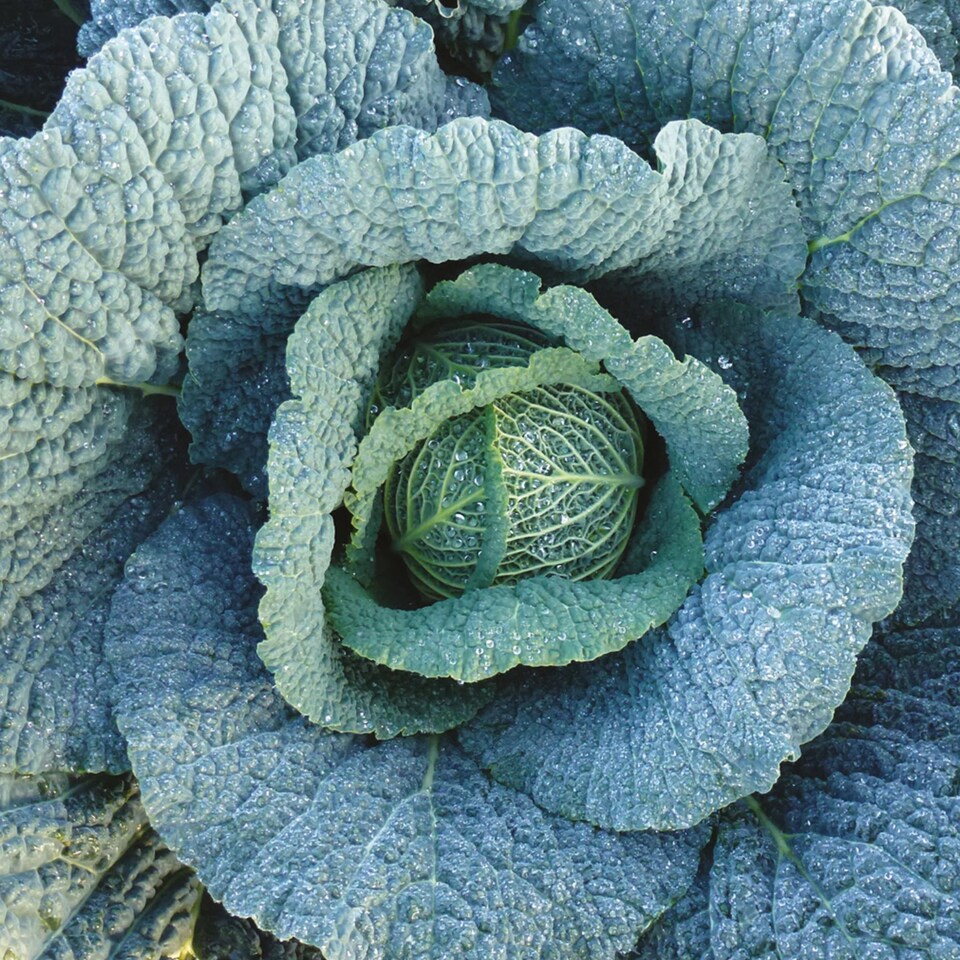 image 1 of Cabbage (Savoy) Supervoy F1
