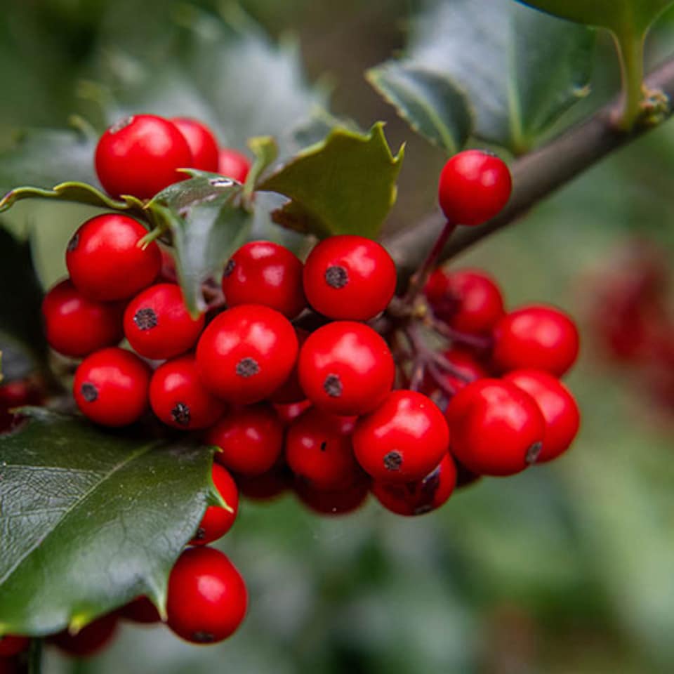 image 1 of YouGarden English Holly Hedge, Established Plant in 9cm Pot, 20-40cm Tall Tree or Hedge, Attracts Wildlife and Birds