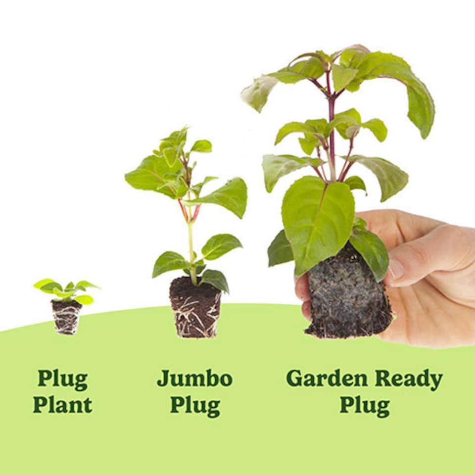 image 1 of YouGarden Pansy 'Top Wave', Trailing Variety, 30 x Garden Ready Plug Plants, Garden Colour, Great for Pots