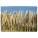 image 1 of Pampus Grass (Rug) Cream | S