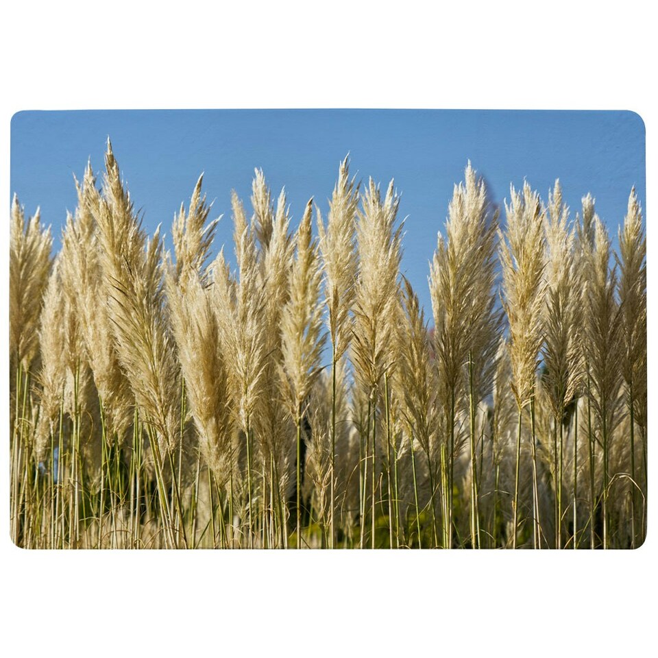image 1 of Pampus Grass (Rug) Cream | S