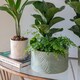 image 10 of Kew Stoneware Sago Palm Bowl White