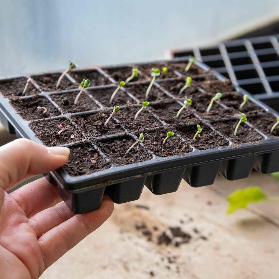 image 1 of Marshalls Garden 12-Pack 24-Cell Black Seed Trays