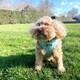 image 3 of Dotty About You - Harness - Extra Small