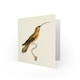 image 2 of Bird Hummingbird Cuvier Female Rufous Belly Art Card