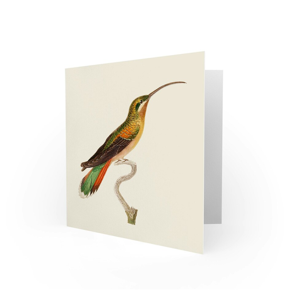 image 1 of Bird Hummingbird Cuvier Female Rufous Belly Art Card