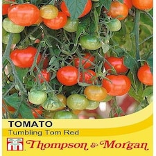 Tomato Tumbling Tom Red 1 Seed Packet (15 Seeds)