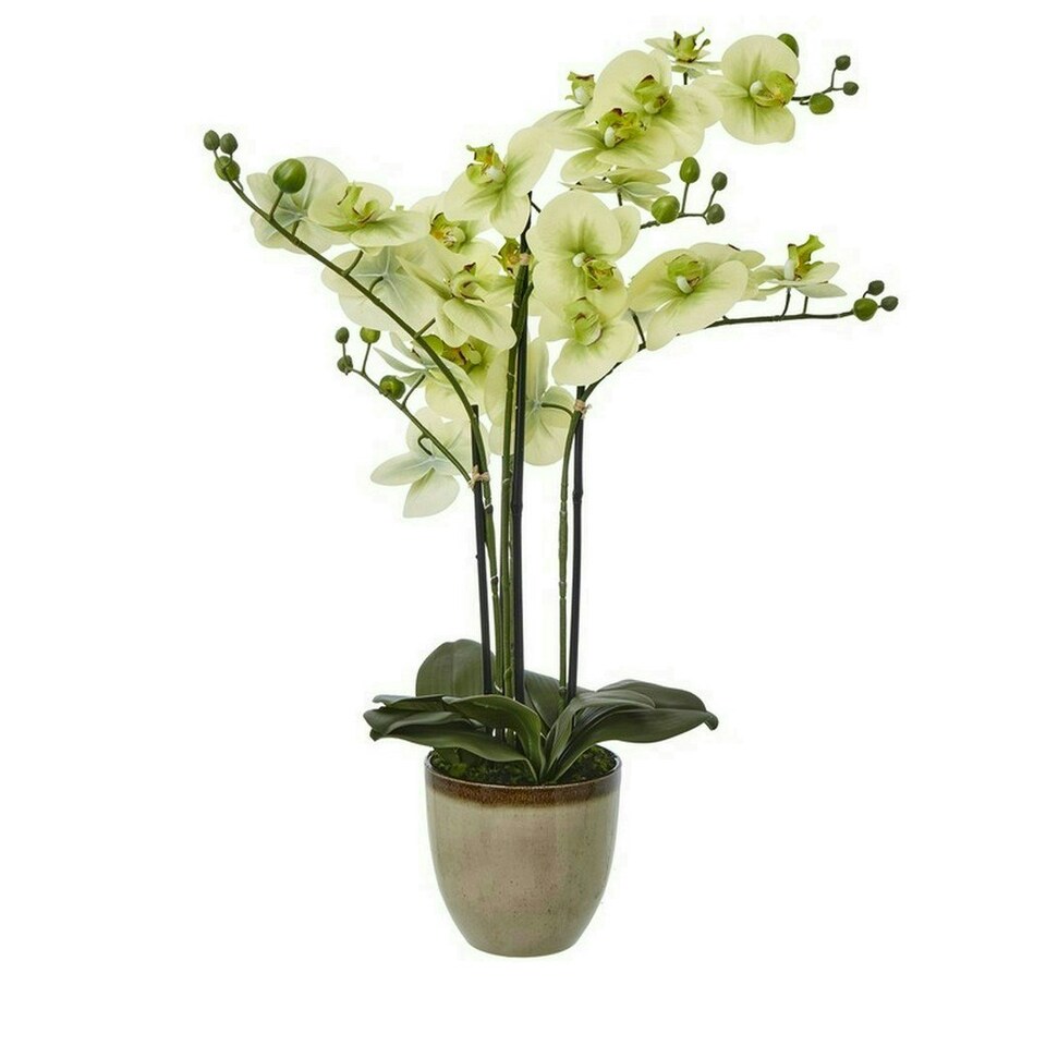 image 1 of Extra Large Orchid in Pot - Plastic/Ceramic - L50 x W62 x H77 cm - Green