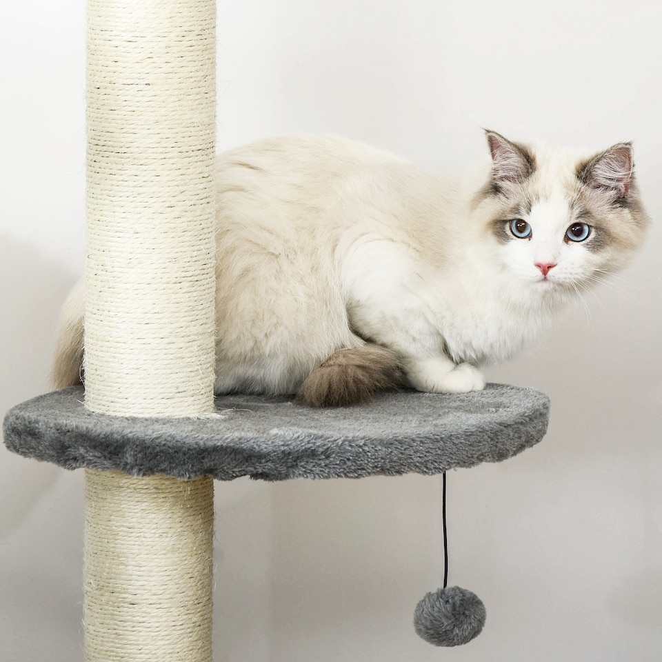 image 1 of PawHut Floor to Ceiling Cat Tree with Condo Scratching Post, Light Grey