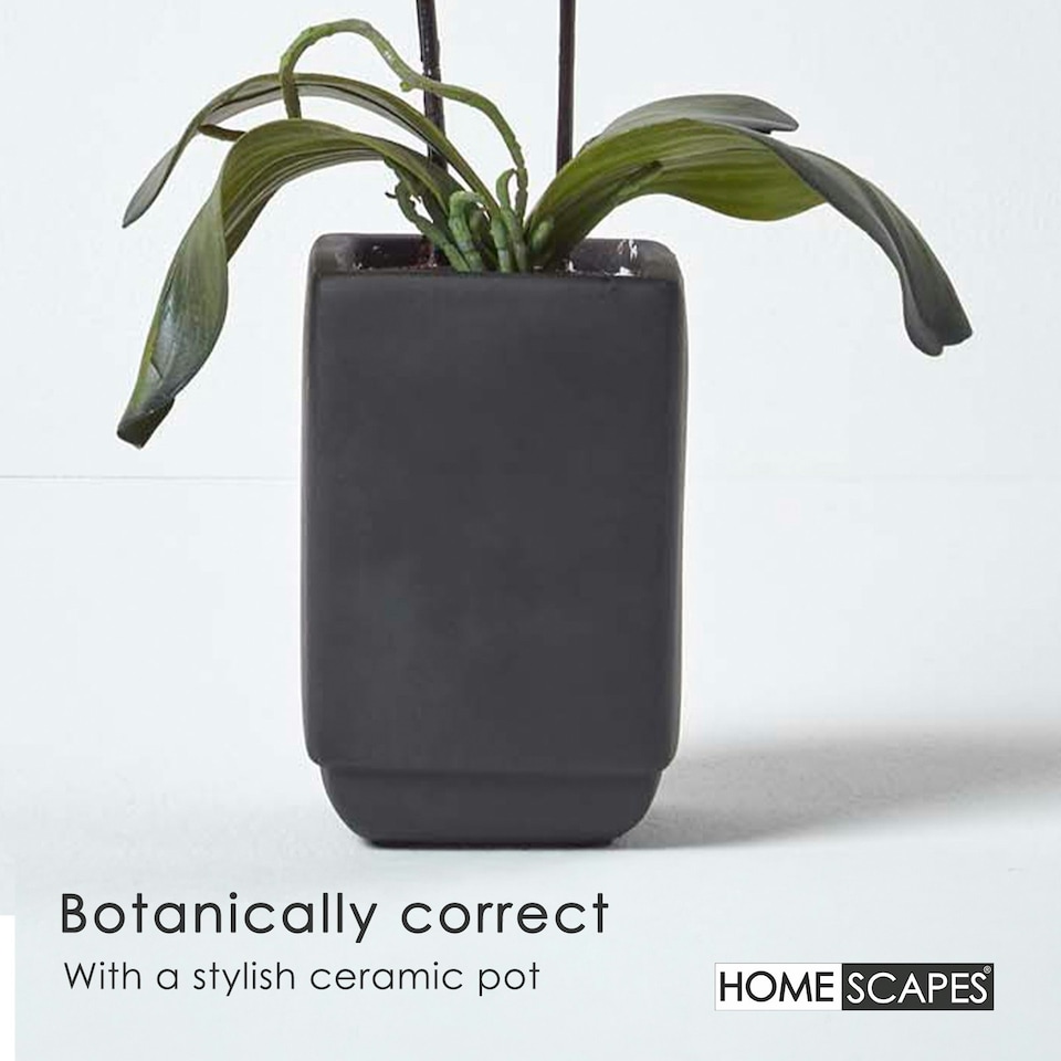 image 1 of Homescapes Set of 2 Cream & Pink Artificial Orchids in Black Ceramic Pots, 55 cm