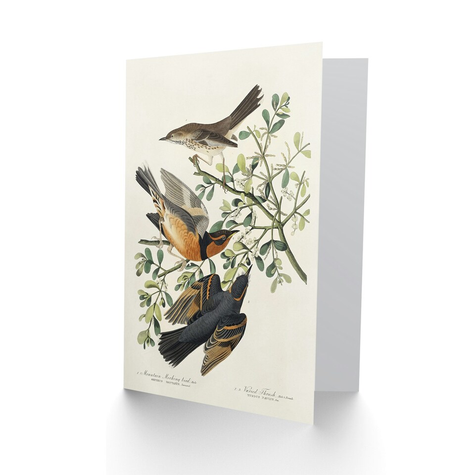 image 1 of John James Audubon Art Card Mountain Mocking Bird and Thrush
