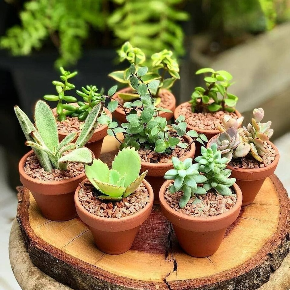 image 1 of 10 Sempervivum Succulent Plants - 5 Sempervivum - 5 Succulents in 5.5cm Pots