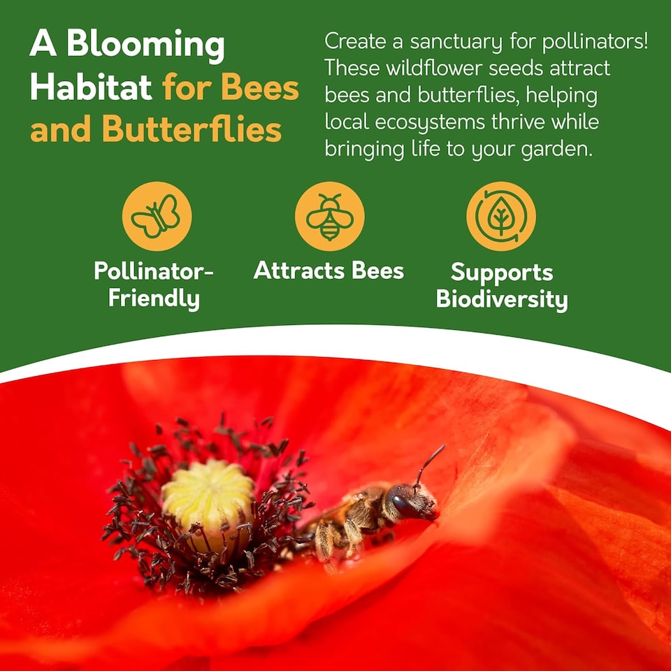 image 1 of Poppy Flower Seeds - Papaver Rhoeas, Field Poppy - 10g | Red | Bright red flowers | 1