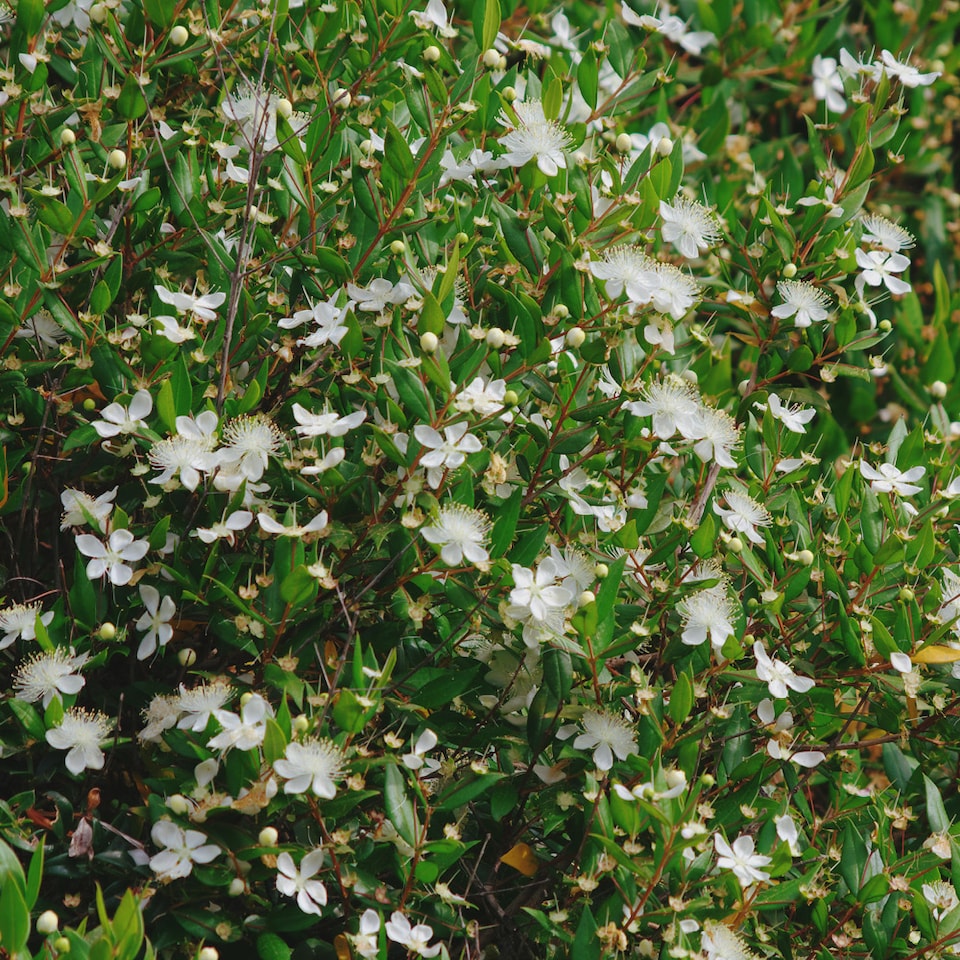 image 1 of YouGarden Myrtus communis, Common Myrtle Evergreen Shrub, 1 x 18cm Pot, Fragrant Leaves, White Flowers Hardy Plant