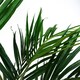 image 2 of Kentia Palm Artificial Tree 150cm - Realistic plant by Botanik | Green | 5ft