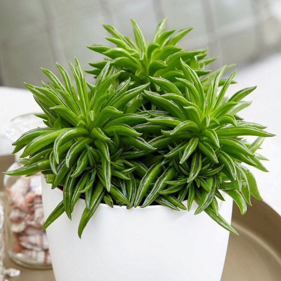 image 1 of Peperomia Happy Bean Peperomia Ferreyrae 10.5cm Pot 15cm Tall Foliage House Plants