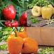 image 1 of Carbeth Plants Bell Pepper Collection in 9cm Pot - Mix of 6 - Easy Grow Vegetable Plants for Kitchen Garden