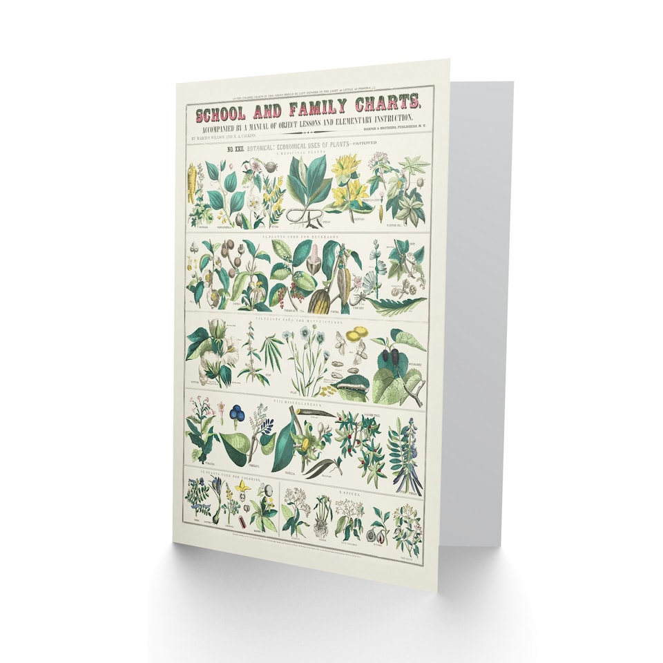 image 1 of Willson and Calkins Art Card Vintage Botanical Chart No XXII