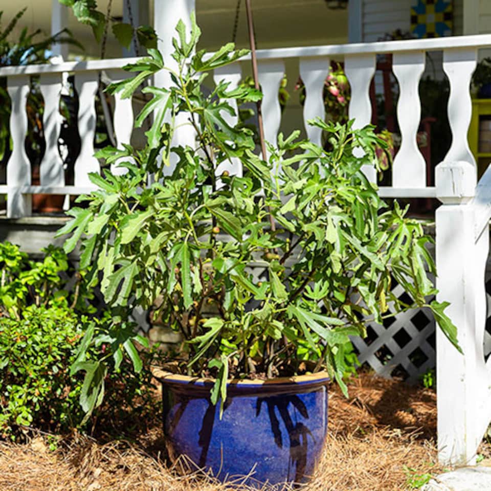 image 1 of YouGarden Ficus 'Little Miss Figgy', Dwarf Fig Tree, 3 Litre Potted, Ready to Plant, Hardy and Compact, Great for Small Gardens