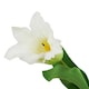 image 2 of The Natural Garden Collection Parrot Tulip - Artificial Flower (Single Stem) - Plastic - L9 x W9 x H67 cm - White