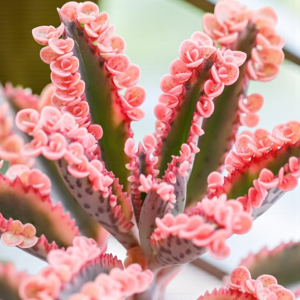 image 1 of 1 x Kalanchoe Pink Butterfly Succulent Indoor Plant in 8.5cm Pot - Rare Mother of Thousands Low Maintenance Decorative Houseplant