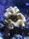 image 10 of Seachem Phytoplankton Marine Copepods Feed N/A | 250ml