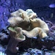image 10 of Seachem Phytoplankton Marine Copepods Feed N/A | 250ml