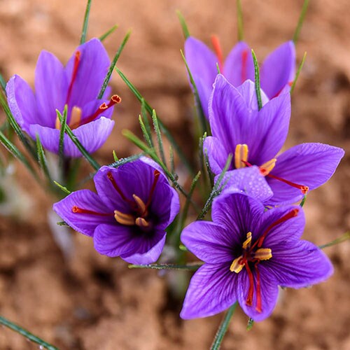 YouGarden Saffron Crocus, Crocus sativus, 20 x Bulbs Size 9/10, Fragrant Autumn Flowers, Ready To Plant